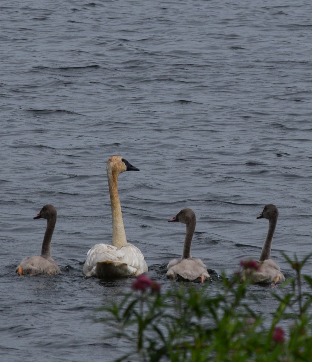 Trumpeter Swan - ML623312094