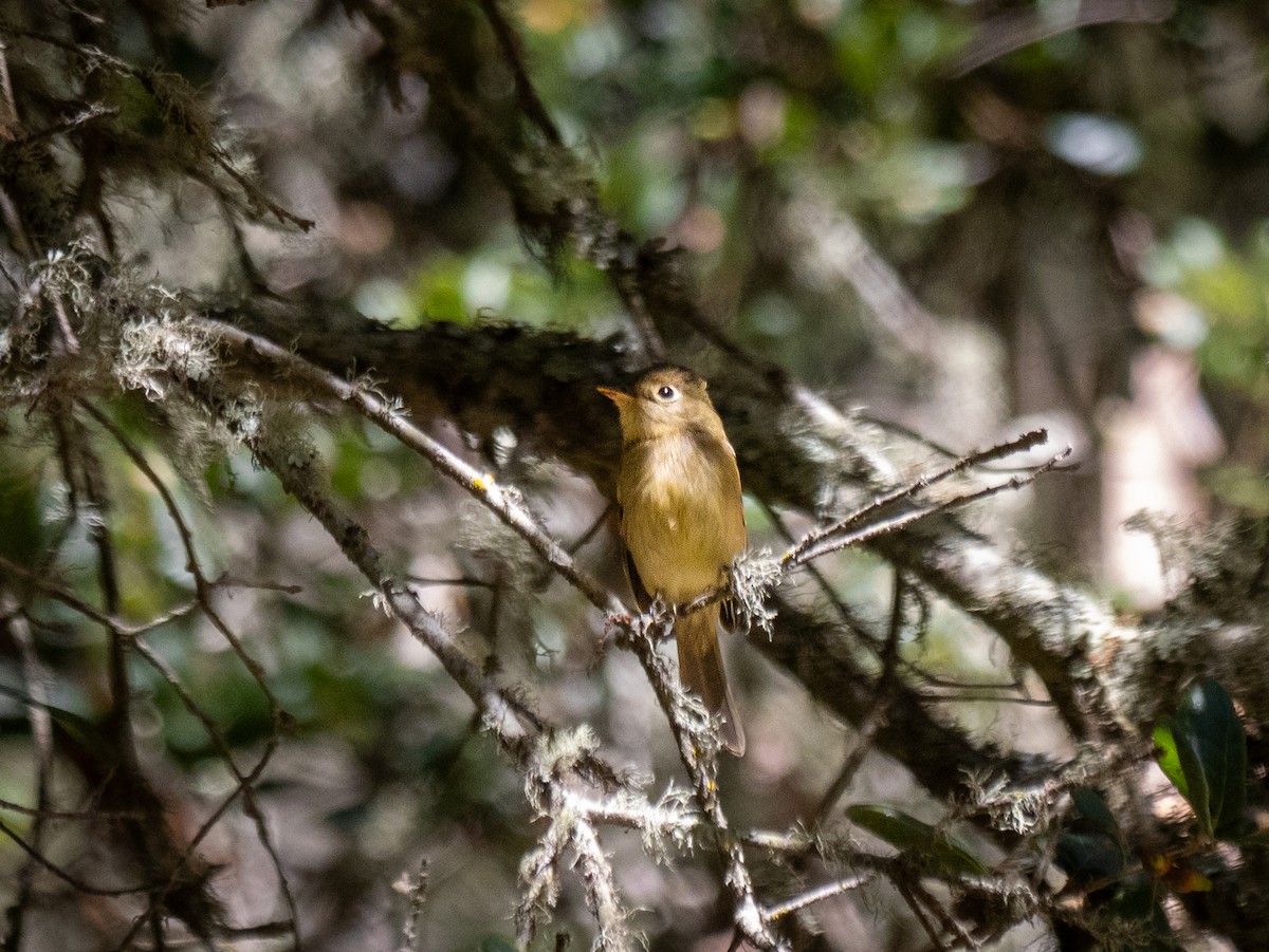 Western Flycatcher - Lee Friedman