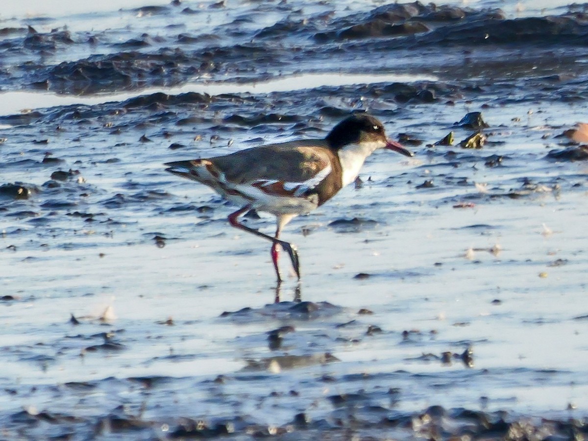 Red-kneed Dotterel - ML623312171