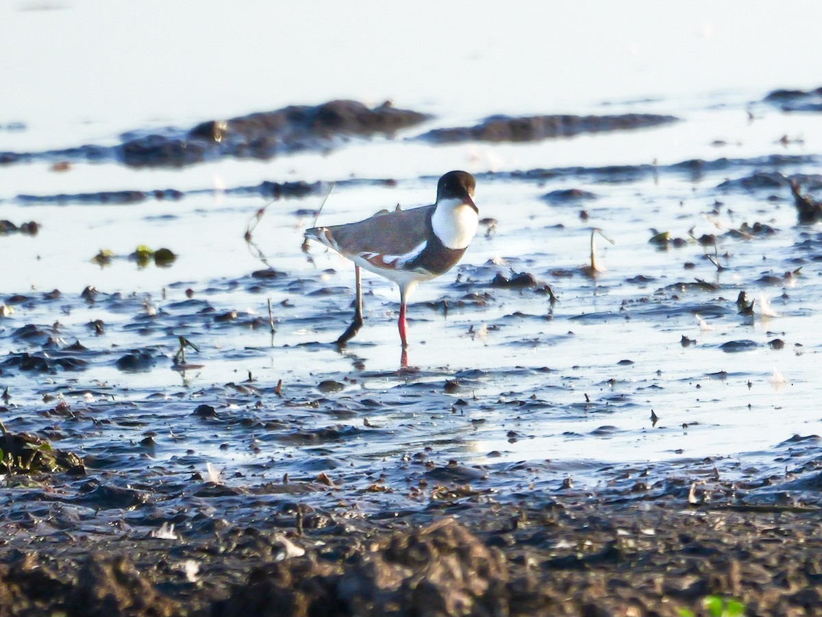 Red-kneed Dotterel - ML623312172