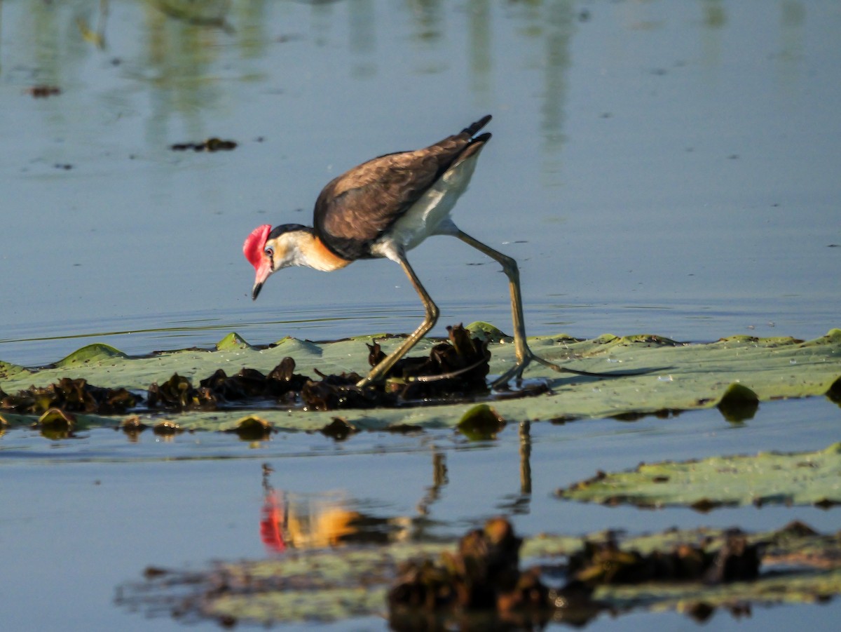 Comb-crested Jacana - ML623312176