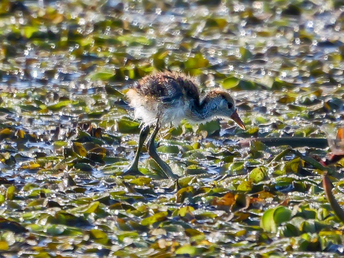 Comb-crested Jacana - ML623312177