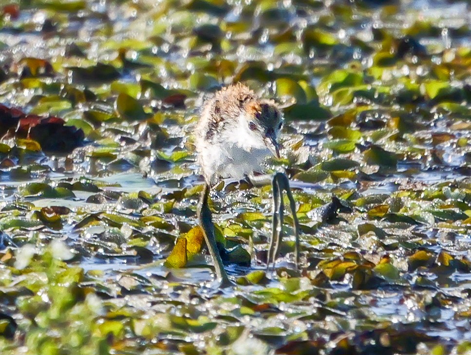 Comb-crested Jacana - ML623312178