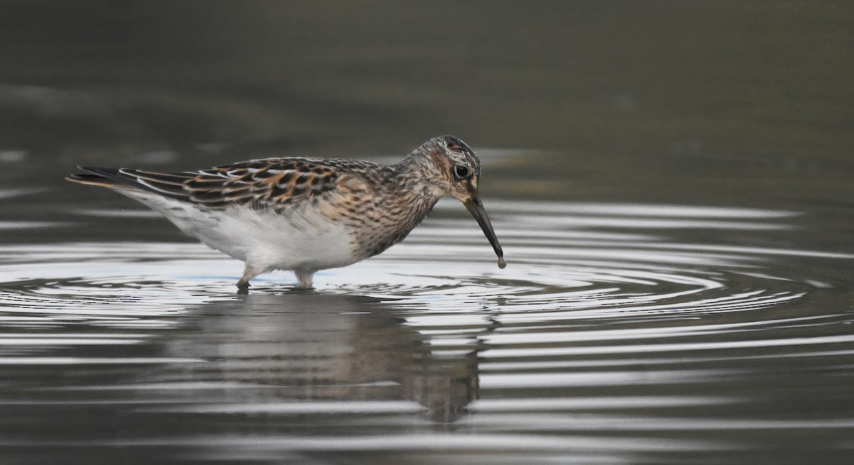 Pectoral Sandpiper - ML623312183