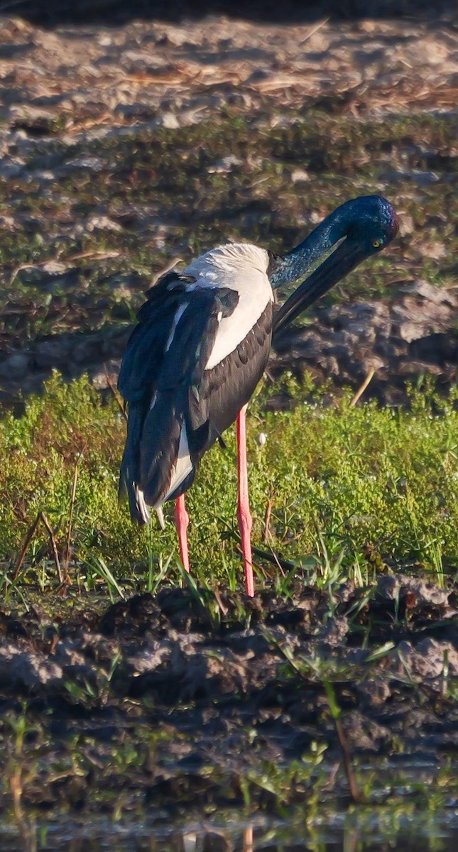 Black-necked Stork - ML623312186