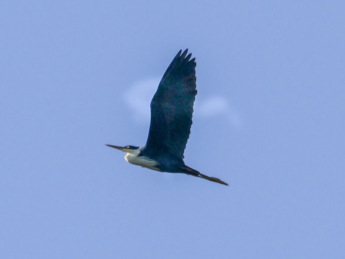 Pied Heron - ML623312222