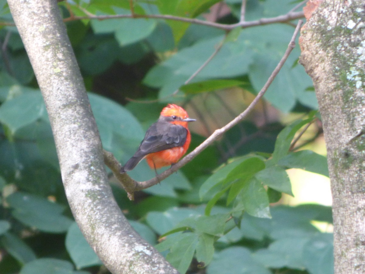 Vermilion Flycatcher (obscurus Group) - ML623312255