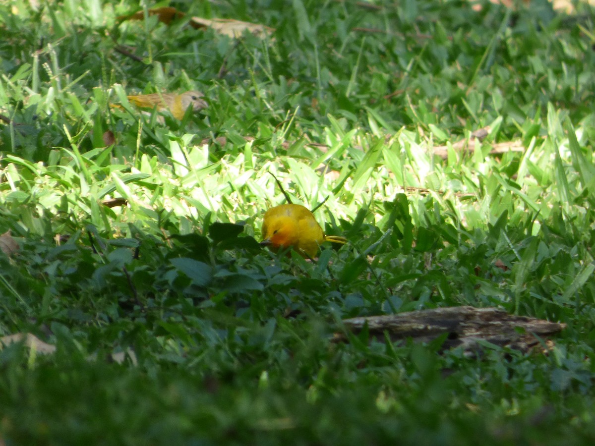 Saffron Finch (Saffron) - Luciano Siviter