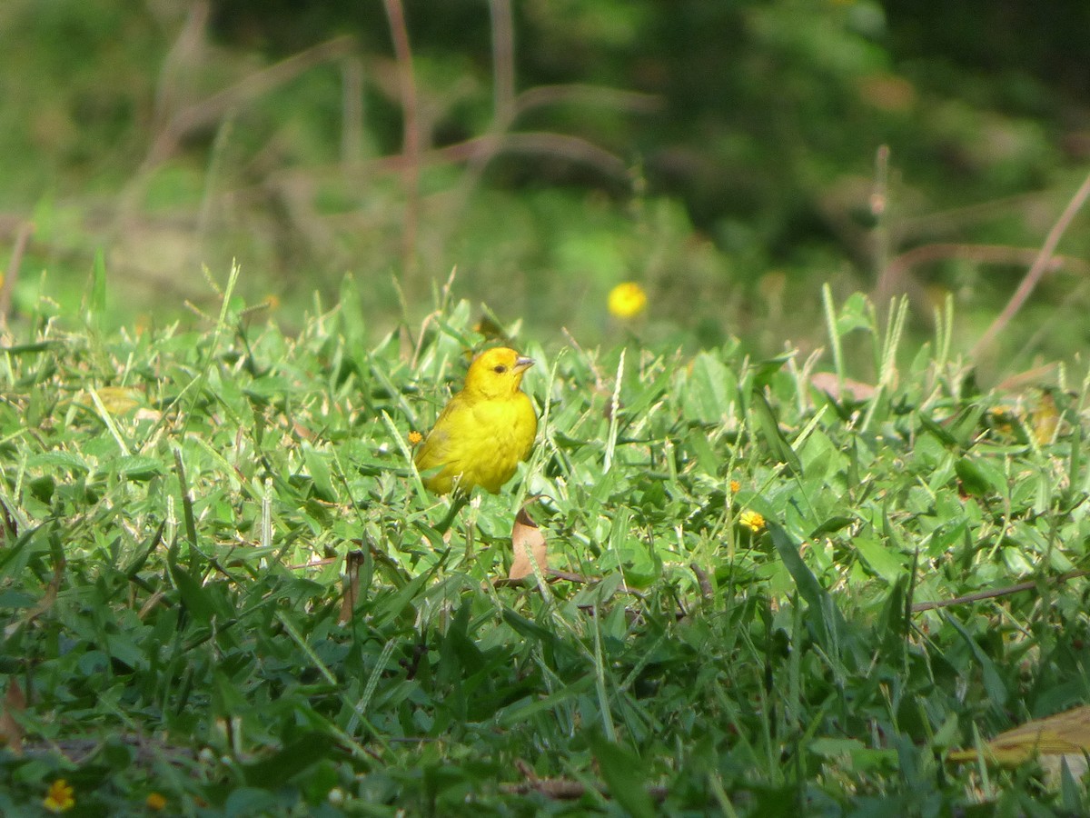 Saffron Finch (Saffron) - ML623312263