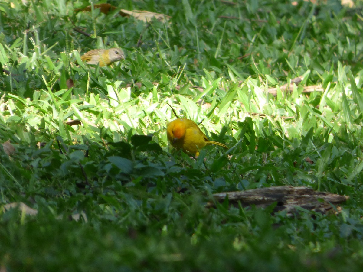 Saffron Finch (Saffron) - Luciano Siviter