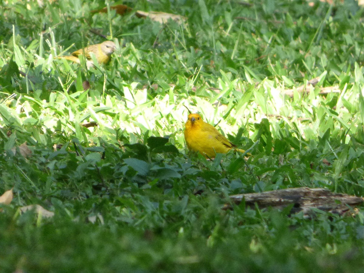 Saffron Finch (Saffron) - ML623312265