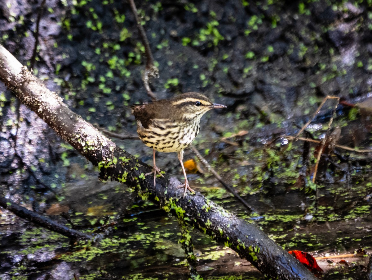 Northern Waterthrush - Lee Friedman