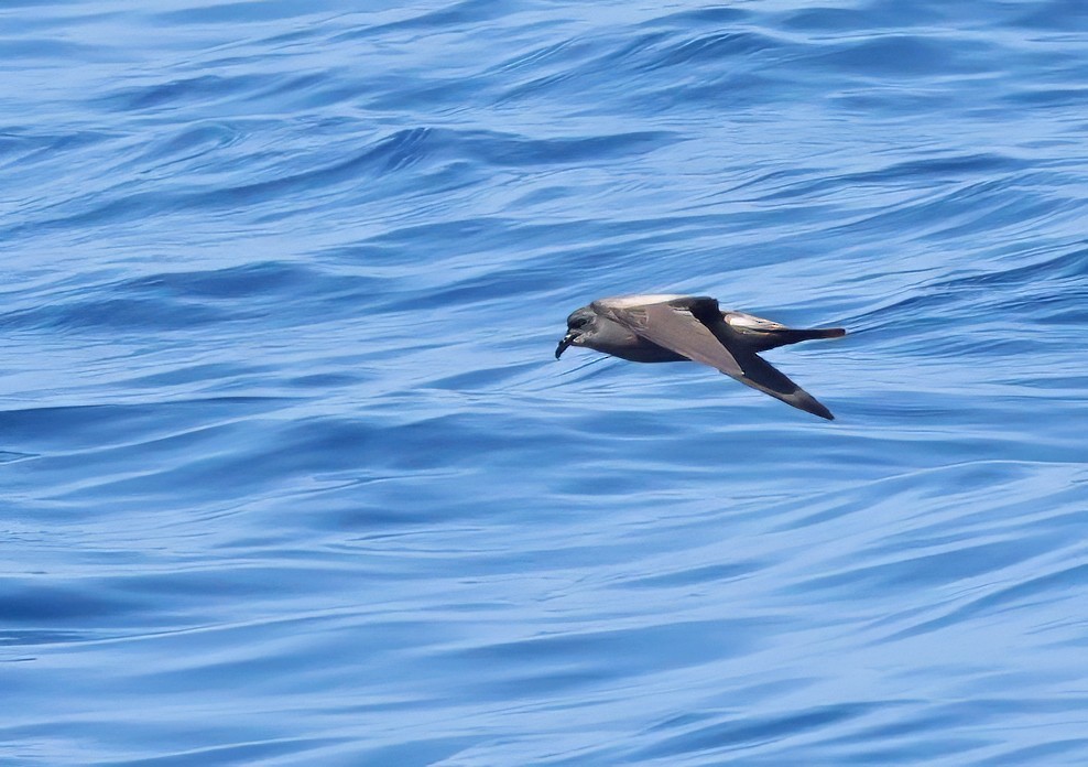 Leach's Storm-Petrel (Chapman's) - Glen Tepke