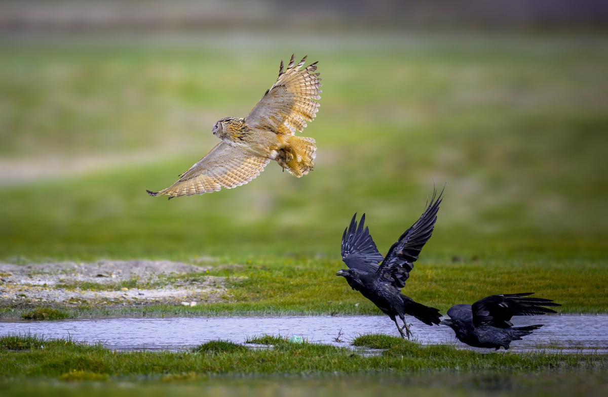 Eurasian Eagle-Owl - ML623312303