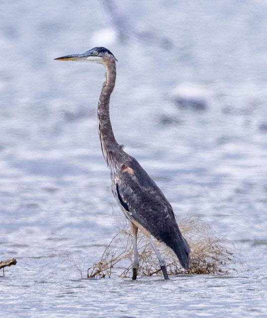 Great Blue Heron - ML623312340