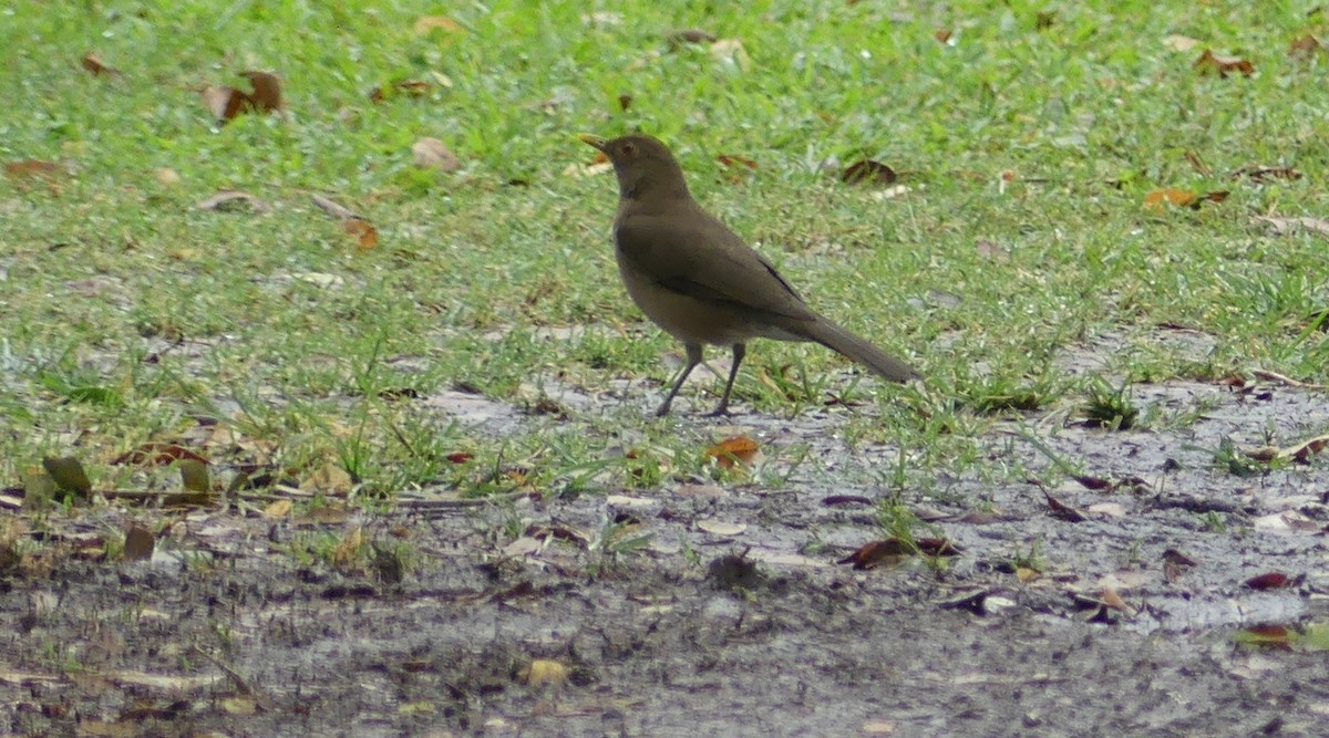 Ecuadorian Thrush - ML623312375