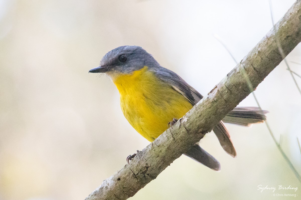 Eastern Yellow Robin - ML623312428