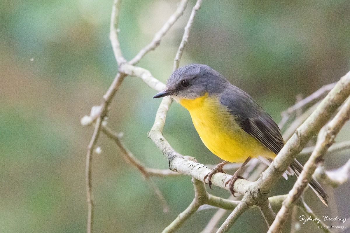 Eastern Yellow Robin - ML623312429