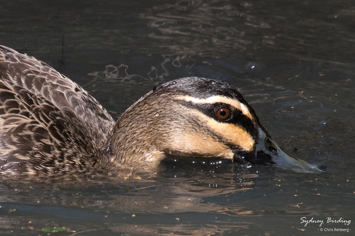 Pacific Black Duck - ML623312434