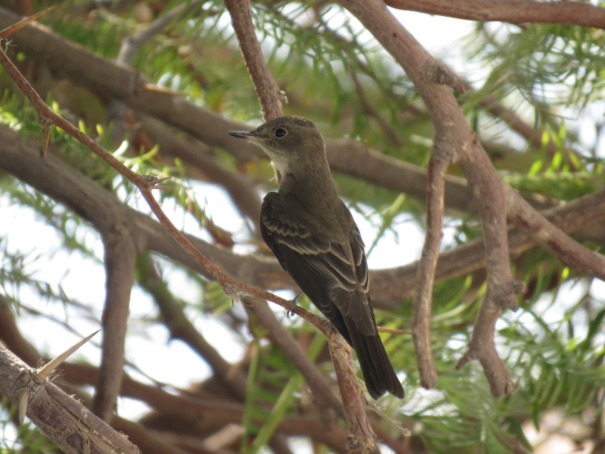 new world flycatcher sp. - ML623312440