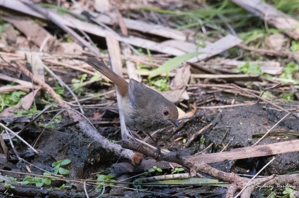 Brown Thornbill - ML623312450