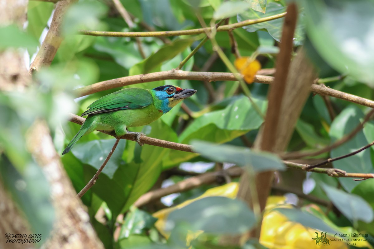 Indochinese Barbet - Mony Sang (SVC)