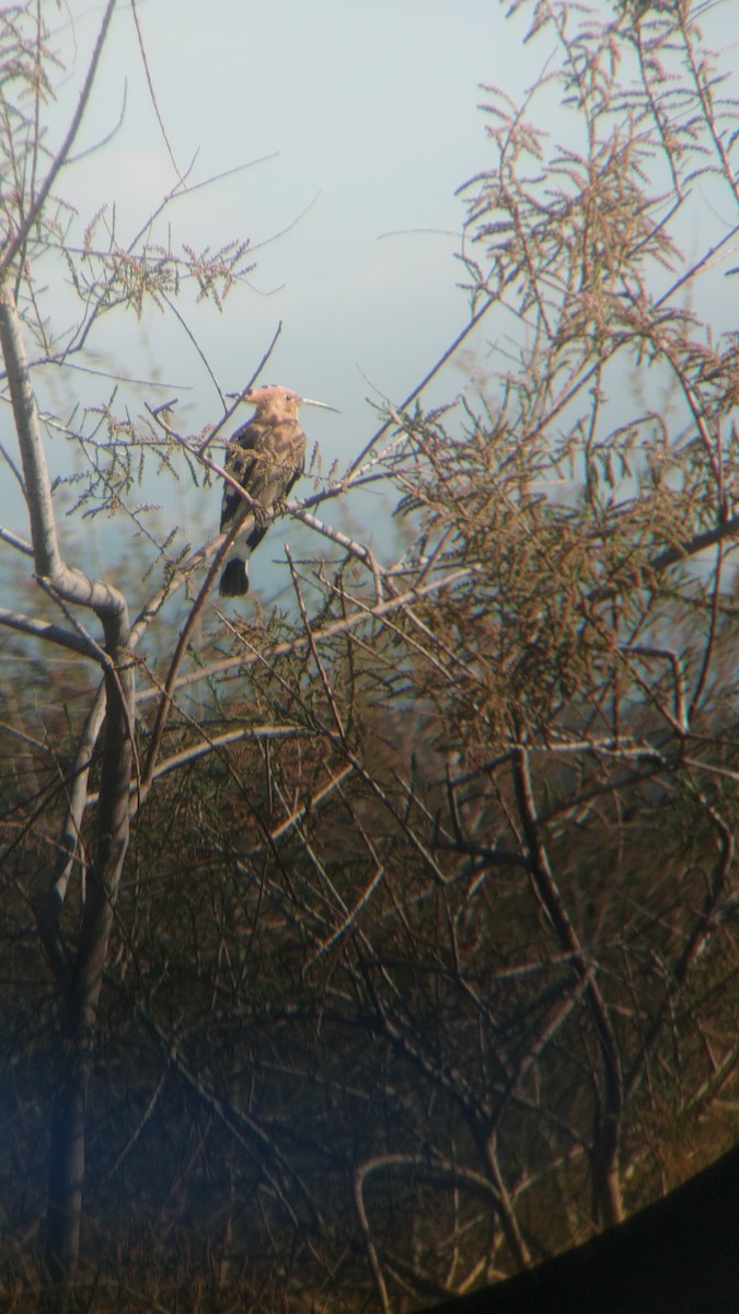 Common Hoopoe - ML623312515