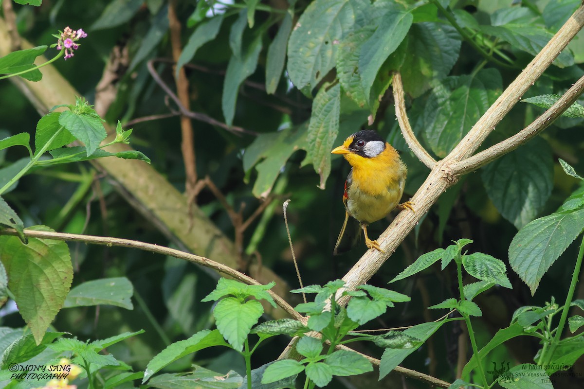 Silver-eared Mesia - Mony Sang (SVC)