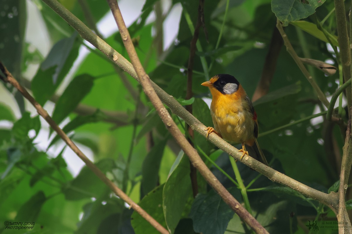 Silver-eared Mesia - Mony Sang (SVC)