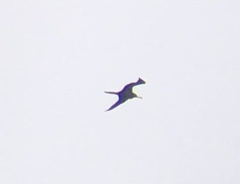 Great Frigatebird - Adrian Burke