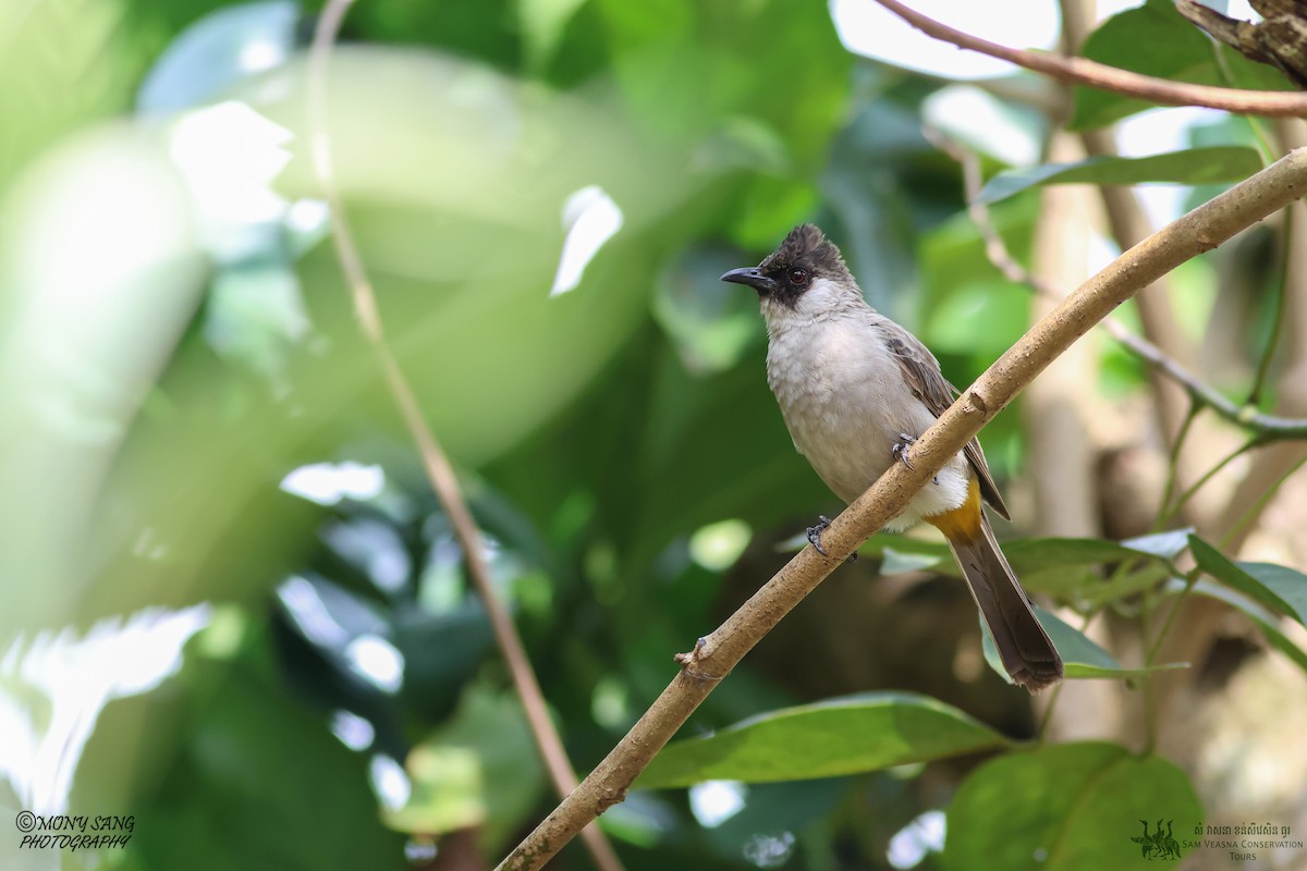 Sooty-headed Bulbul - Mony Sang (SVC)