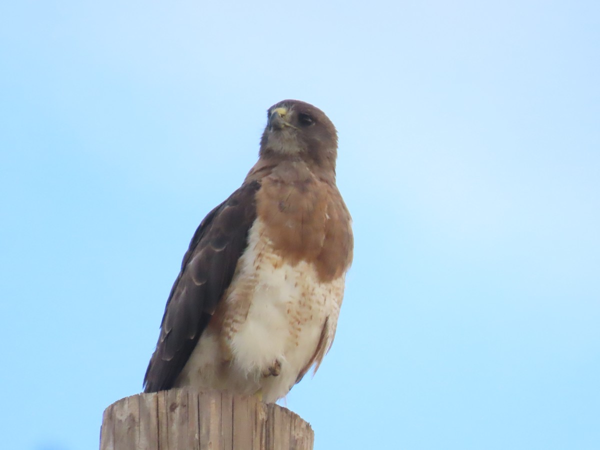 Swainson's Hawk - ML623312596