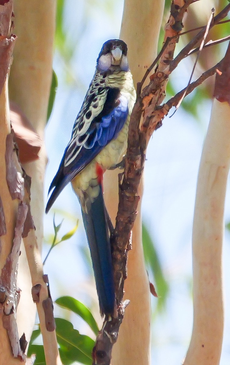 Northern Rosella - ML623312650