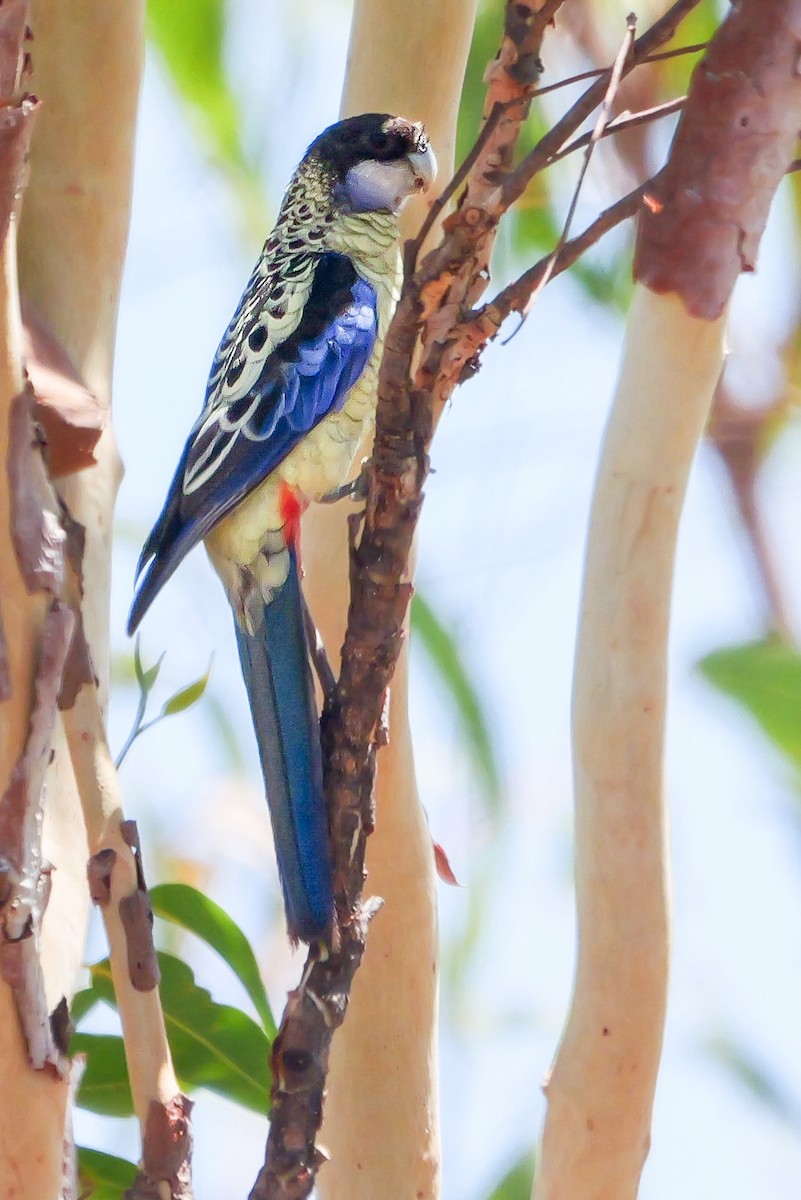 Northern Rosella - ML623312651