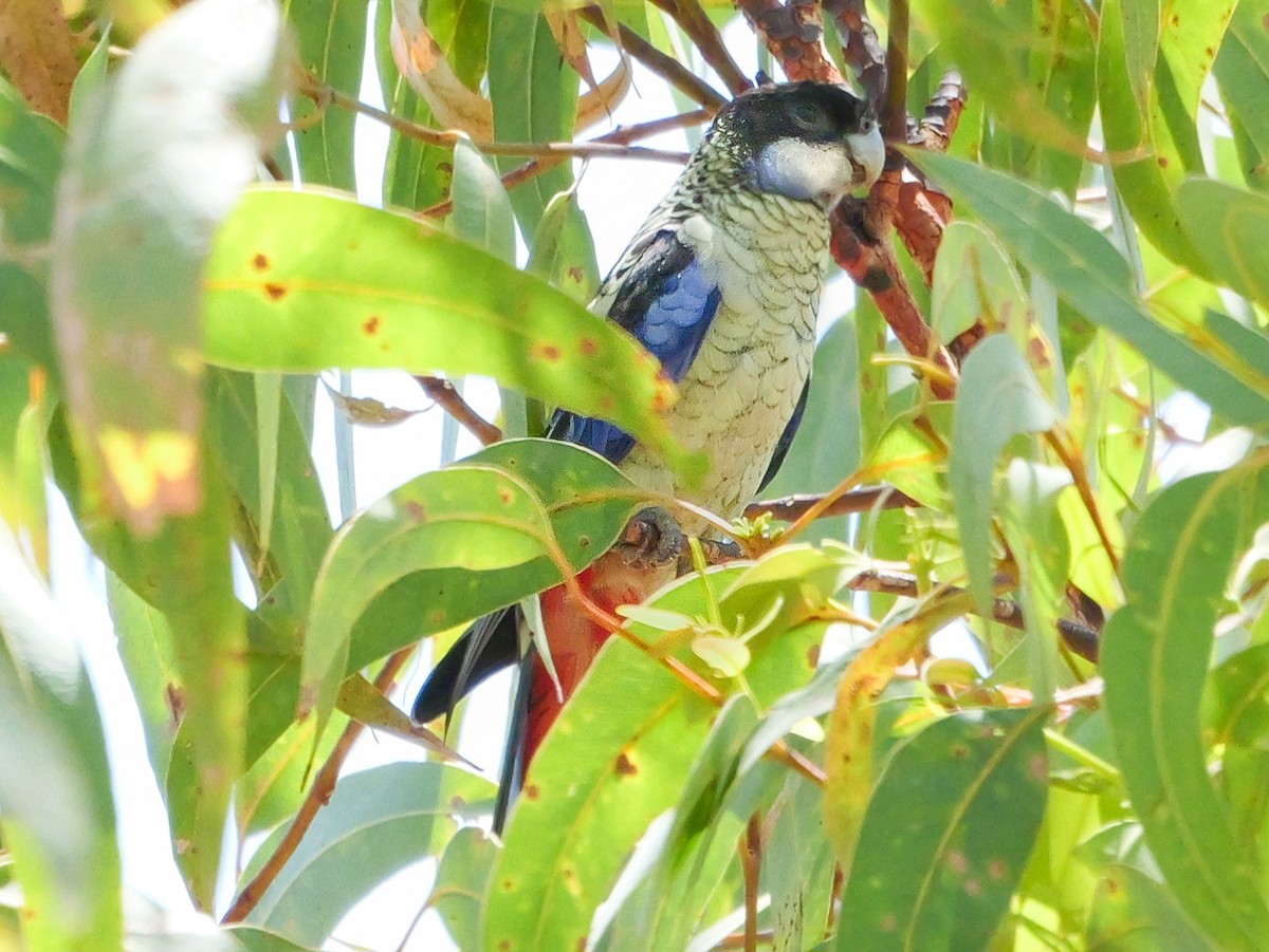 Northern Rosella - Roger Horn