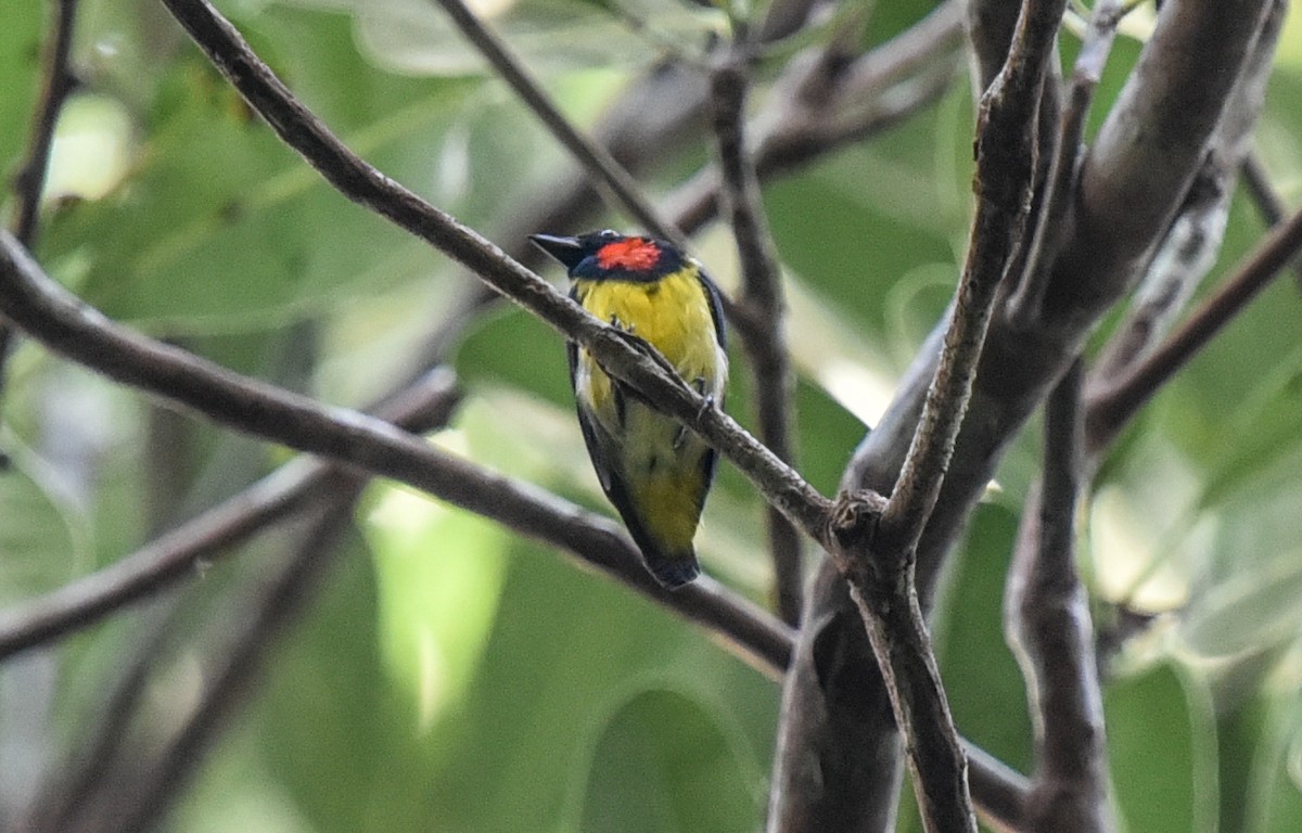 Scarlet-breasted Flowerpecker - ML623312745