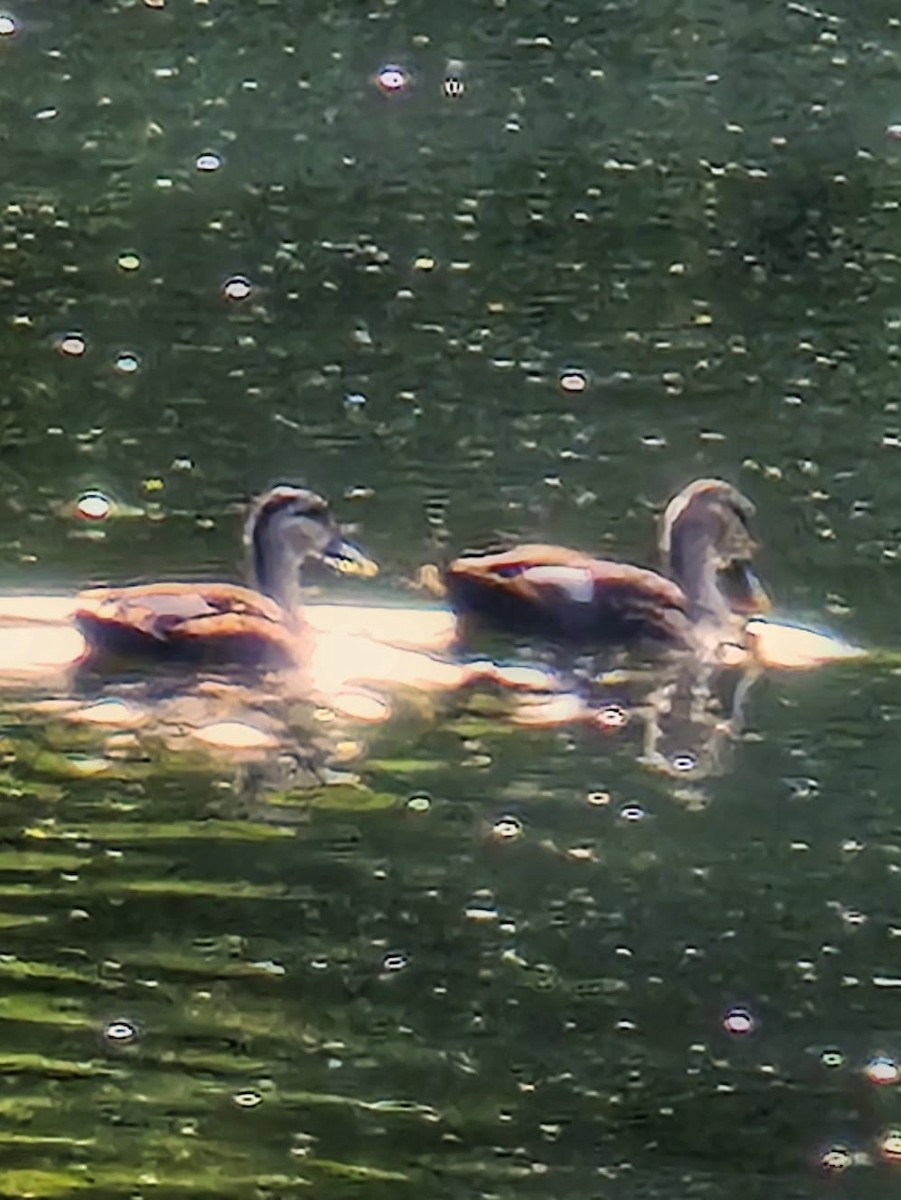 Indian Spot-billed Duck - Coimbatore Nature Society