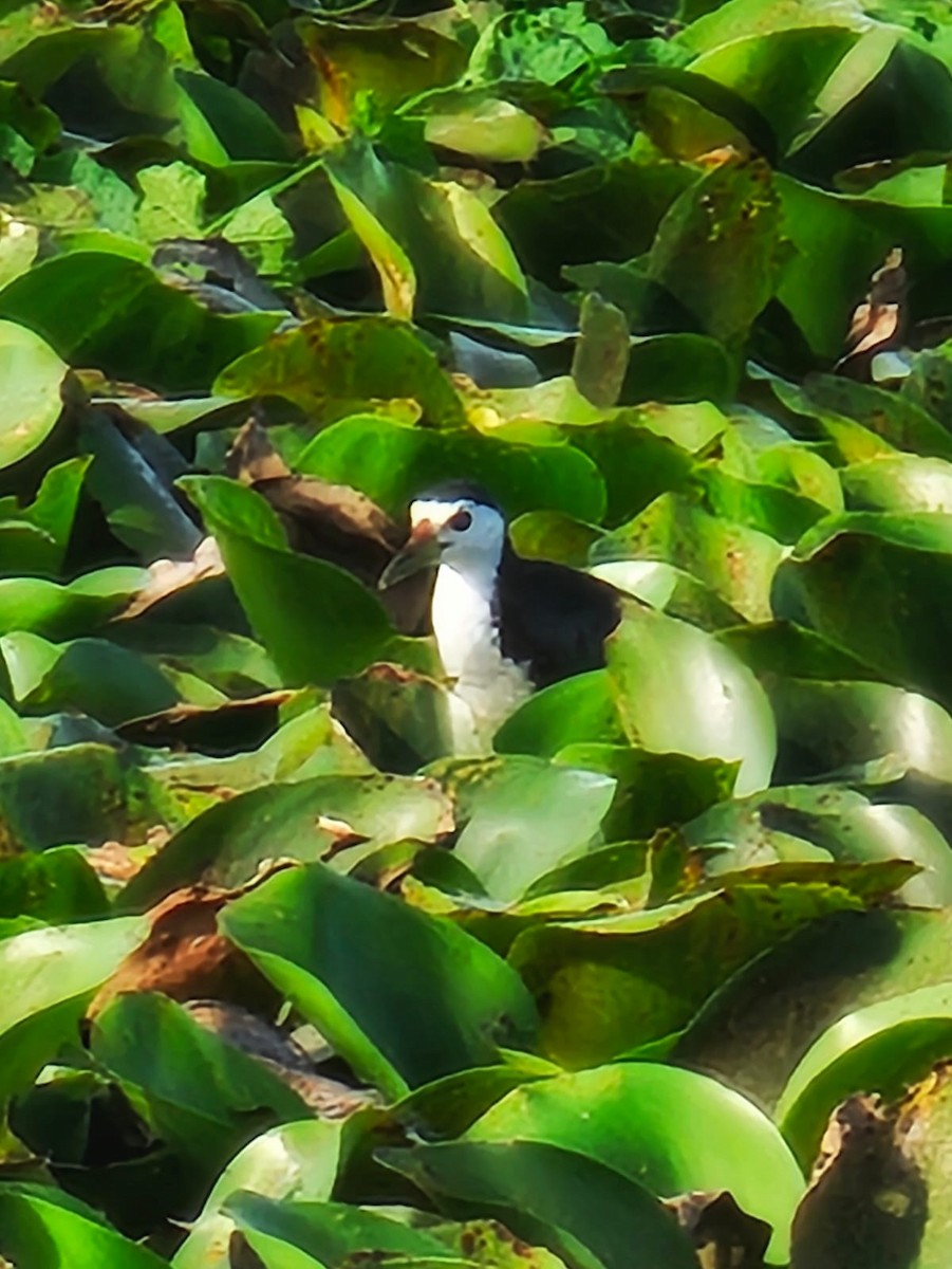 White-breasted Waterhen - Coimbatore Nature Society