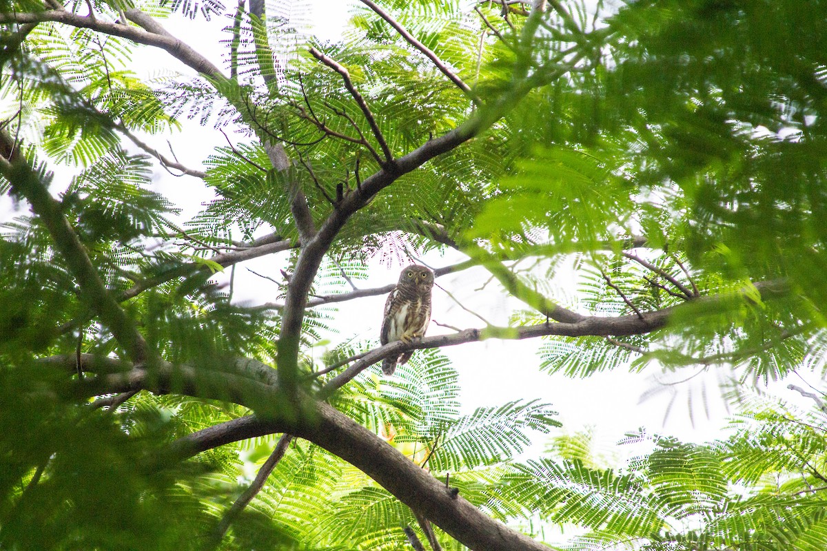 Asian Barred Owlet - ML623312881