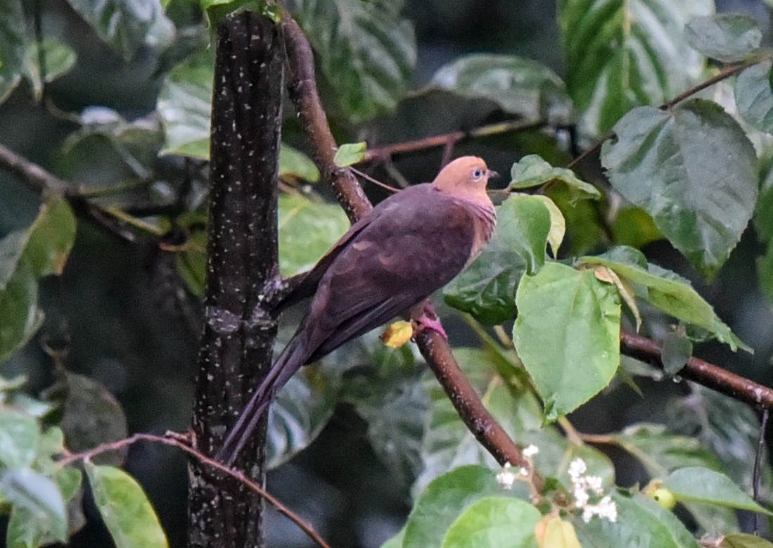 Little Cuckoo-Dove - ML623312892