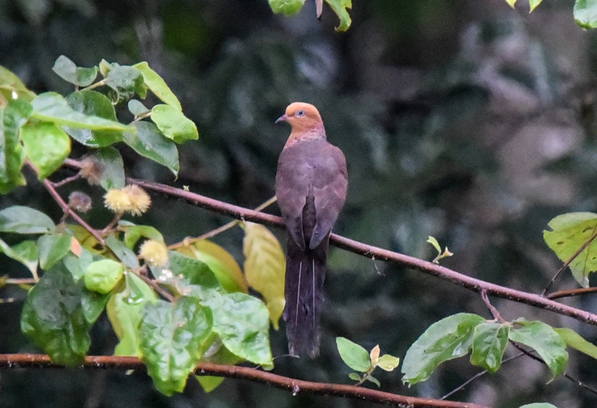 Little Cuckoo-Dove - Bruce Wedderburn