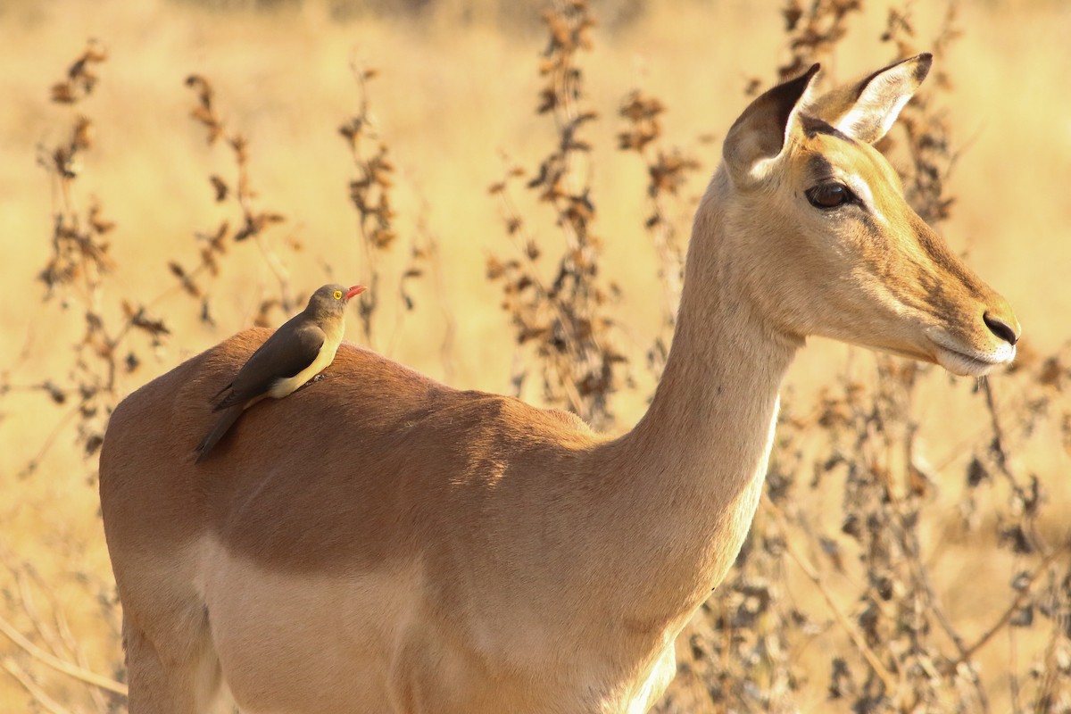 Red-billed Oxpecker - ML623312920