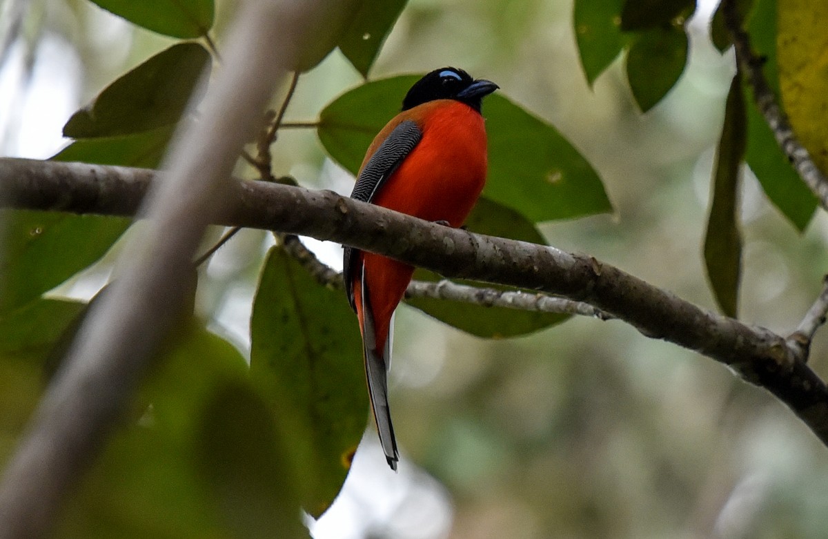 Scarlet-rumped Trogon - ML623312924