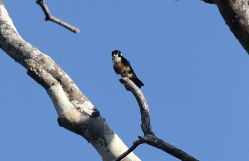 Black-thighed Falconet - ML623313027