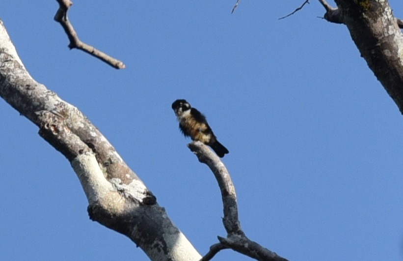 Black-thighed Falconet - ML623313028