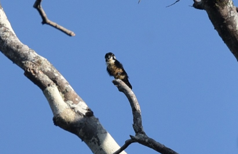 Black-thighed Falconet - ML623313029