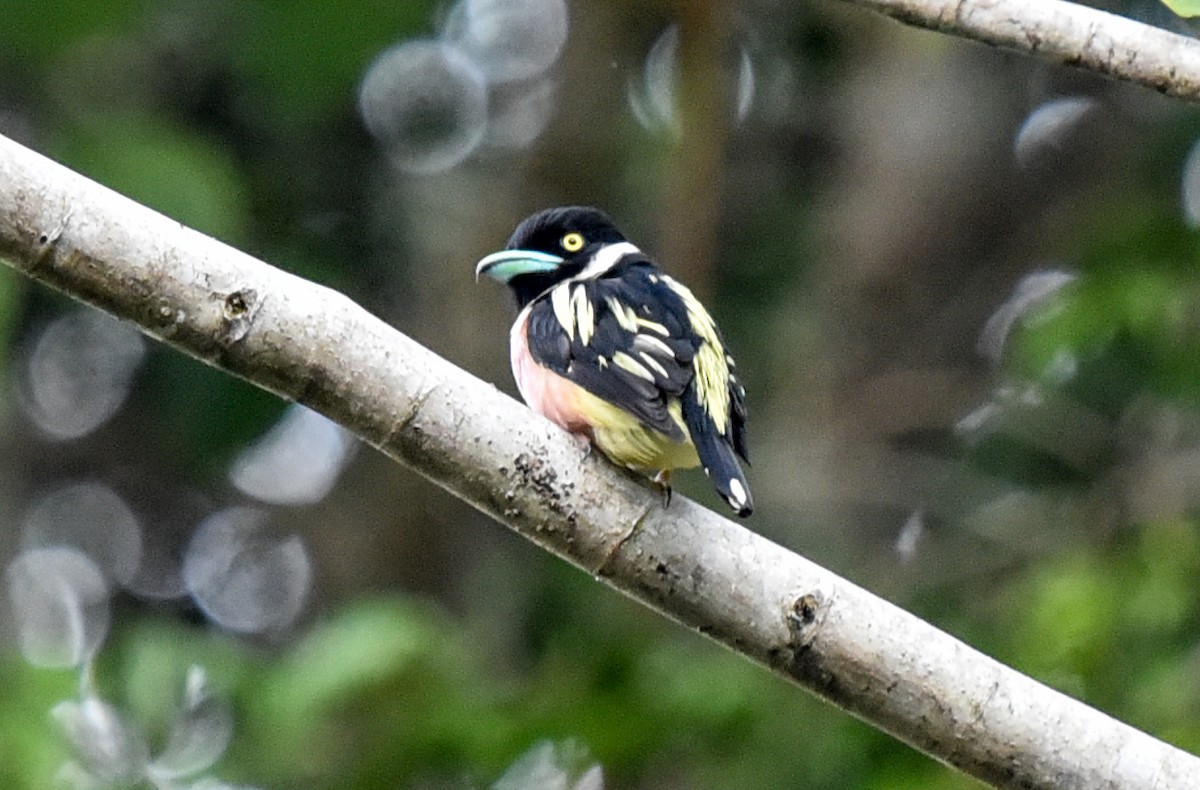 Black-and-yellow Broadbill - ML623313039