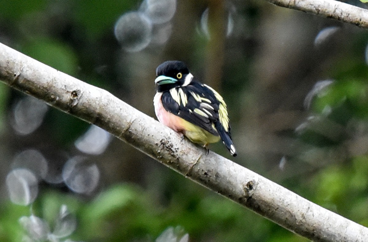 Black-and-yellow Broadbill - ML623313040