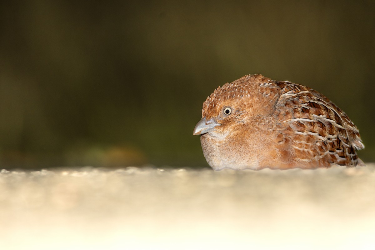 Little Buttonquail - ML623313052