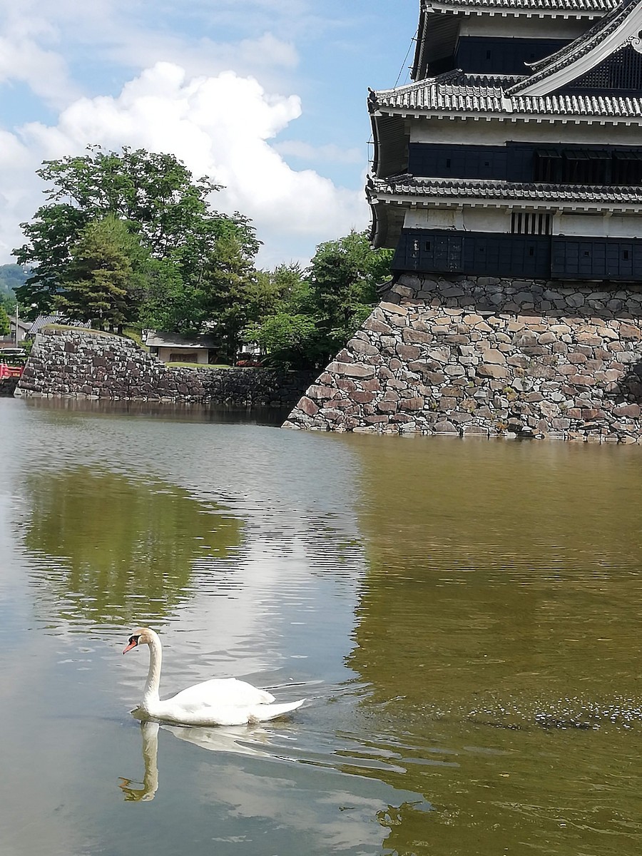 Mute Swan - ML623313084